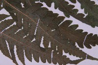 登錄號:P009857藏品圖，第6張