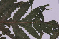 登錄號:P009857藏品圖，第7張