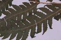 登錄號:P009857藏品圖，第8張