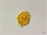 登錄號:P009857藏品圖，第2張