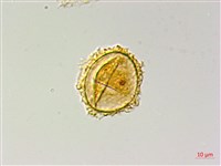 登錄號:P009857藏品圖，第4張