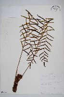 登錄號:P009858藏品圖，第1張