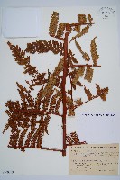 登錄號:P009859藏品圖，第1張