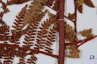 登錄號:P009859藏品圖，第6張