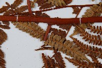 登錄號:P009859藏品圖，第8張