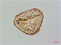 登錄號:P009859藏品圖，第2張