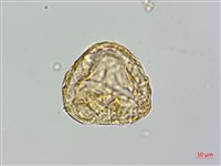 登錄號:P009859藏品圖，第4張