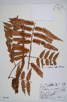 登錄號:P009860藏品圖，第1張