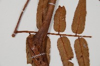 登錄號:P009860藏品圖，第3張