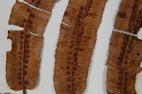 登錄號:P009860藏品圖，第5張