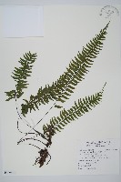 單邊鐵角蕨藏品圖，第1張