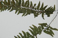 單邊鐵角蕨藏品圖，第4張