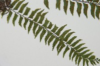 單邊鐵角蕨藏品圖，第5張