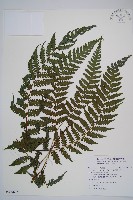 奄美雙蓋蕨藏品圖，第1張