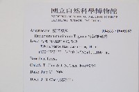 奄美雙蓋蕨藏品圖，第2張