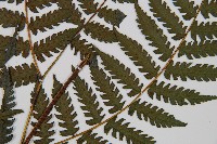 奄美雙蓋蕨藏品圖，第3張