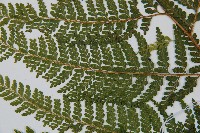 毛囊鱗蓋蕨藏品圖，第3張