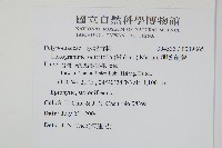 柳葉劍蕨藏品圖，第2張