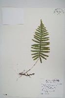臺灣水龍骨藏品圖，第1張