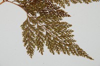 海州骨碎補藏品圖，第3張