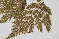 海州骨碎補藏品圖，第5張