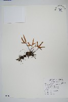 槭葉石葦藏品圖，第1張