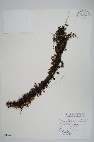 抱樹蕨、伏石蕨藏品圖，第1張