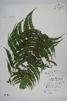 斜葉金星蕨藏品圖，第1張