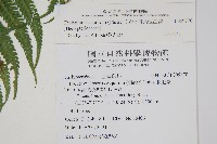 斜葉金星蕨藏品圖，第2張