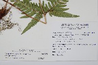 南海鱗毛蕨藏品圖，第2張