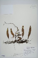 骨牌蕨藏品圖，第1張