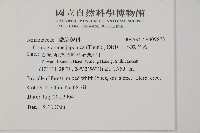 日本鳳丫蕨藏品圖，第2張