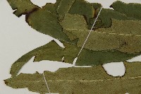 日本鳳丫蕨藏品圖，第4張