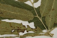 日本鳳丫蕨藏品圖，第5張