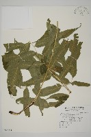華鳳丫蕨藏品圖，第1張