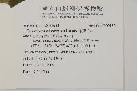 華鳳丫蕨藏品圖，第2張