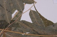 華鳳丫蕨藏品圖，第4張