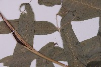 華鳳丫蕨藏品圖，第5張