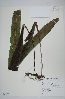 大星蕨藏品圖，第1張