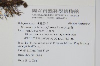 大星蕨藏品圖，第2張