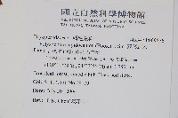 鞭葉耳蕨藏品圖，第2張