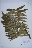 桫欏鱗毛蕨藏品圖，第1張