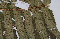 桫欏鱗毛蕨藏品圖，第3張