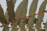 桫欏鱗毛蕨藏品圖，第5張