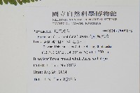 有刺鳳尾蕨藏品圖，第2張