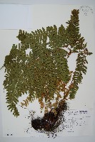 臺灣鱗毛蕨藏品圖，第1張