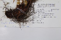 臺灣鱗毛蕨藏品圖，第2張