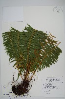 倒葉瘤足蕨藏品圖，第1張