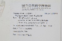 倒葉瘤足蕨藏品圖，第2張