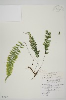 複齒鐵角蕨藏品圖，第1張